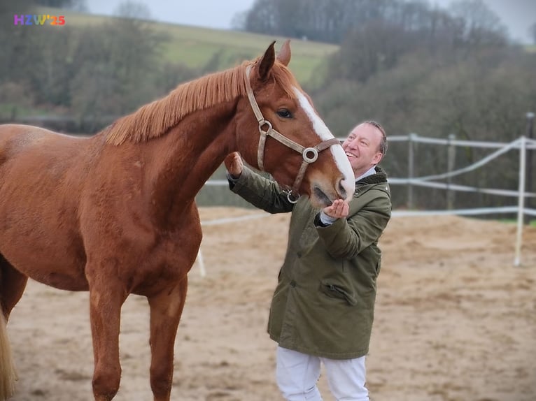 Hannoveriano Caballo castrado 4 años 170 cm Alazán in Altenkirchen