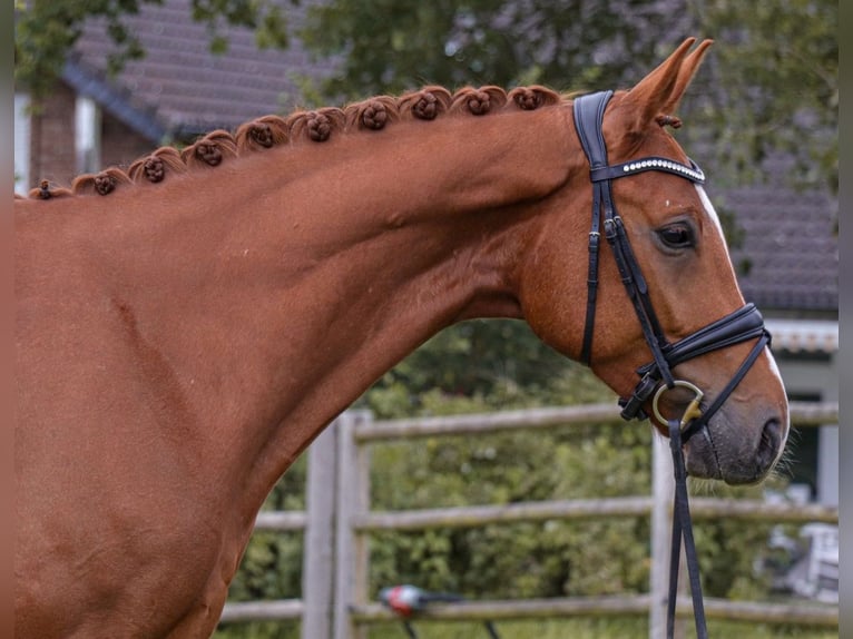 Hannoveriano Caballo castrado 4 años 170 cm Alazán in Bonefeld