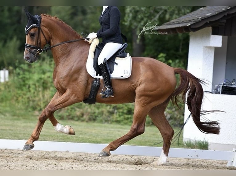 Hannoveriano Caballo castrado 4 años 170 cm Alazán in Bonefeld