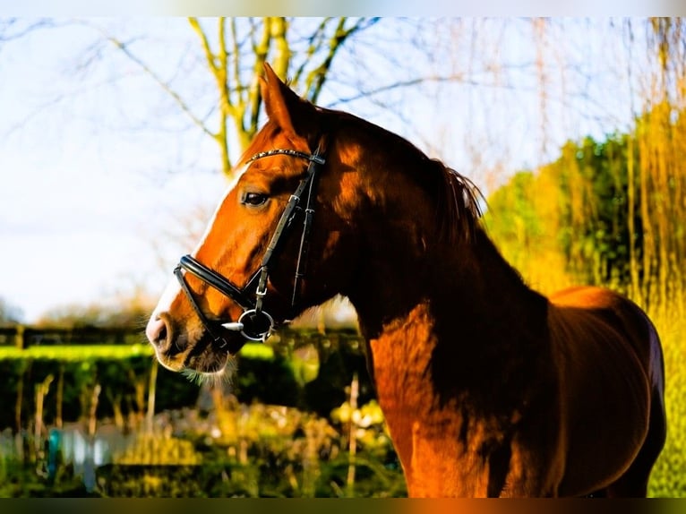Hannoveriano Caballo castrado 4 años 170 cm Alazán in Coesfeld