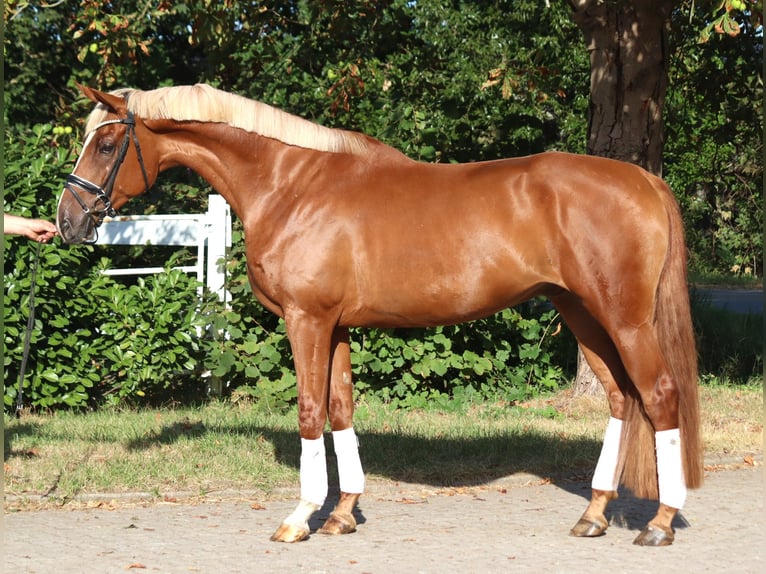 Hannoveriano Caballo castrado 4 años 170 cm Alazán in Selsingen