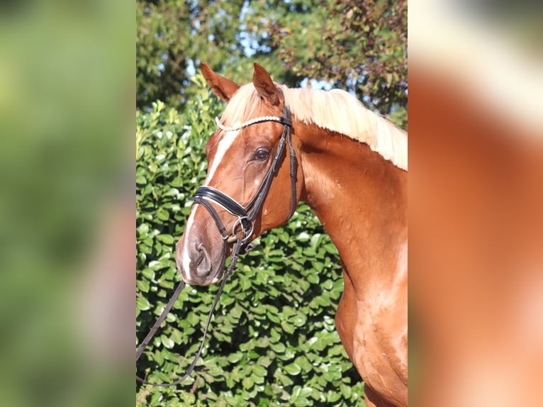 Hannoveriano Caballo castrado 4 años 170 cm Alazán in Selsingen