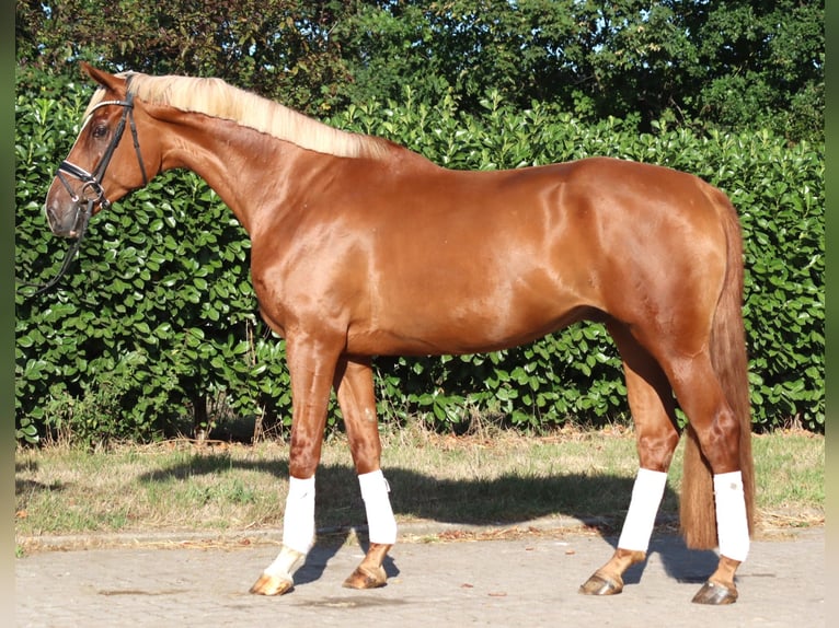 Hannoveriano Caballo castrado 4 años 170 cm Alazán in Selsingen