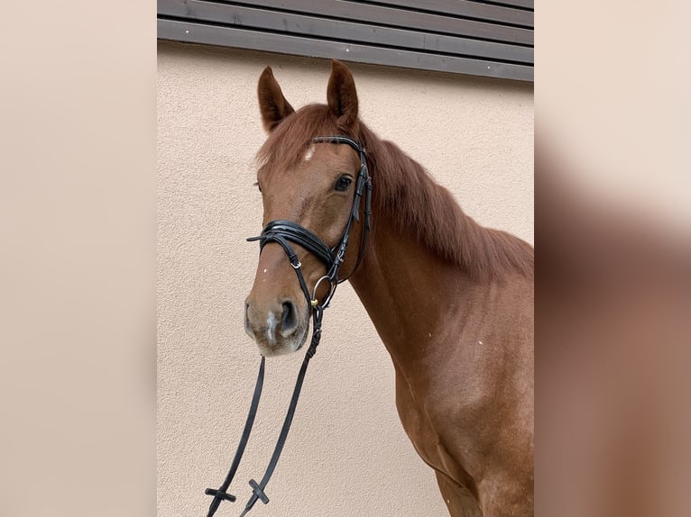 Hannoveriano Caballo castrado 4 años 170 cm Alazán in Weil