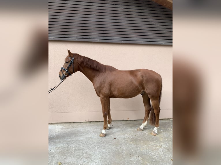 Hannoveriano Caballo castrado 4 años 170 cm Alazán in Weil