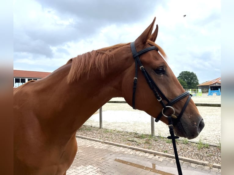 Hannoveriano Caballo castrado 4 años 170 cm Alazán in Porta Westfalica