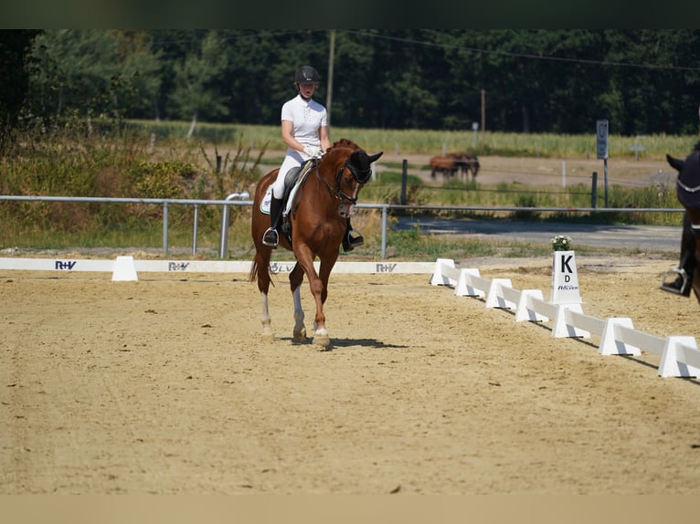 Hannoveriano Caballo castrado 4 años 170 cm Alazán in Coesfeld