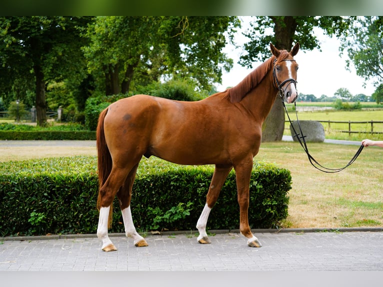 Hannoveriano Caballo castrado 4 años 170 cm Alazán in Coesfeld