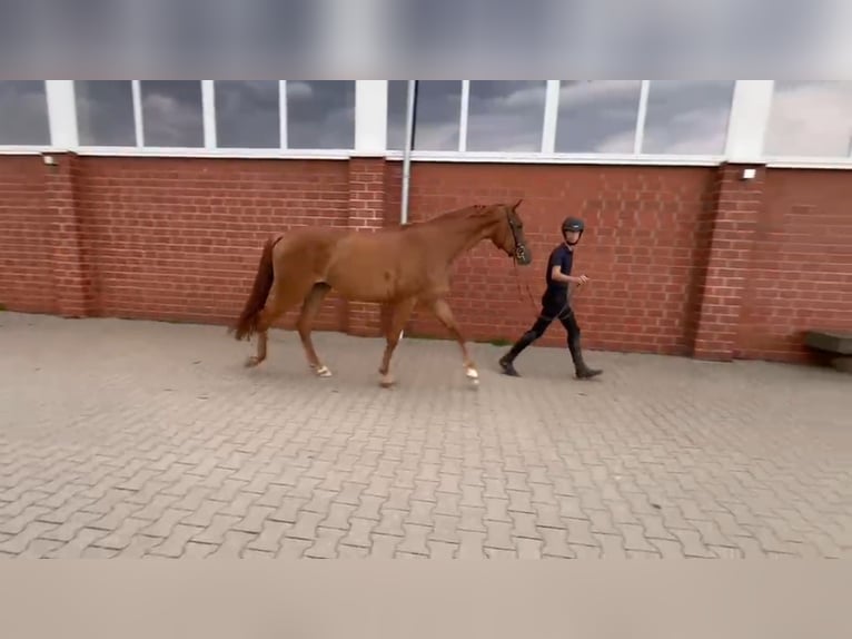 Hannoveriano Caballo castrado 4 años 170 cm Alazán in Rinteln