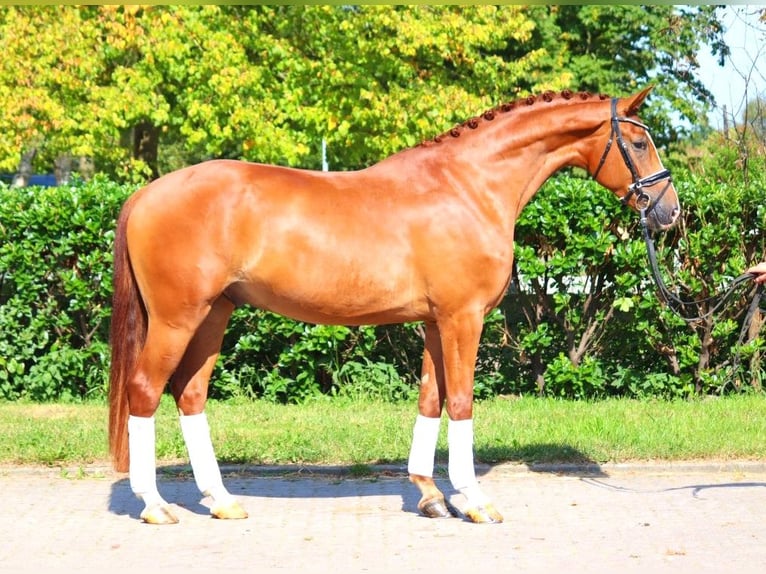 Hannoveriano Caballo castrado 4 años 170 cm Alazán in Selsingen