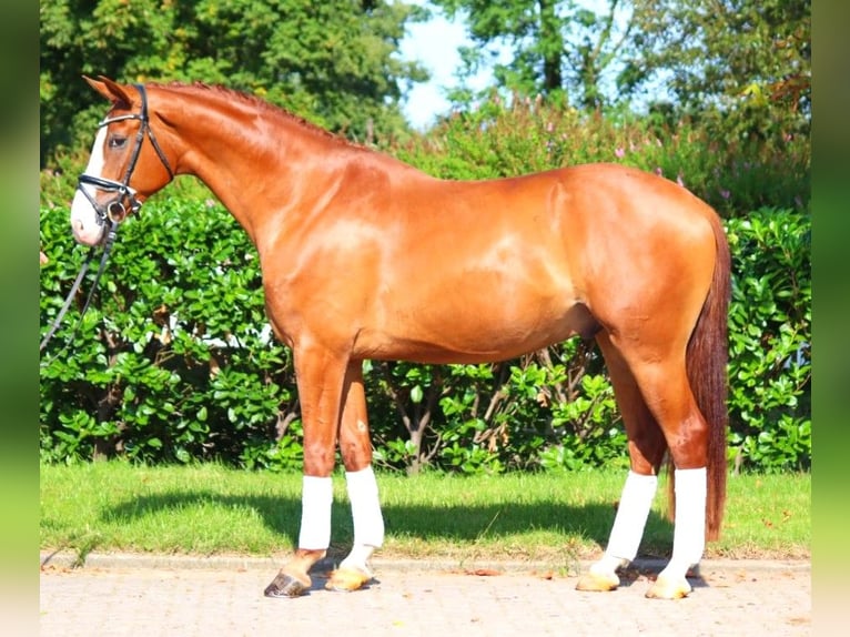 Hannoveriano Caballo castrado 4 años 170 cm Alazán in Selsingen