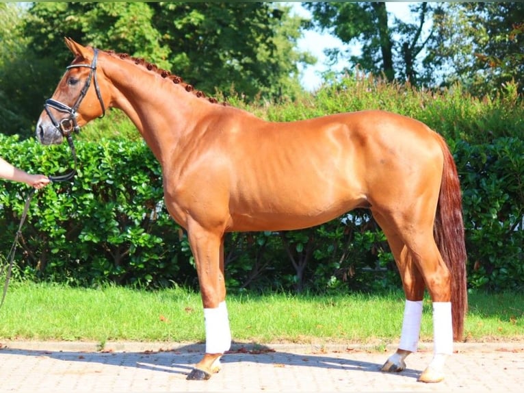 Hannoveriano Caballo castrado 4 años 170 cm Alazán in Selsingen