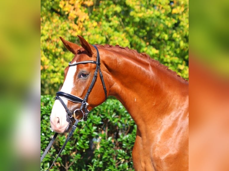 Hannoveriano Caballo castrado 4 años 170 cm Alazán in Selsingen