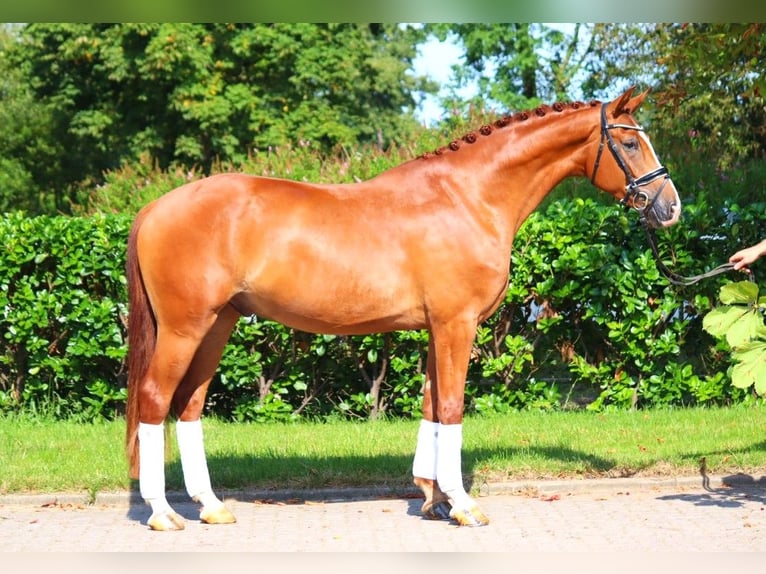 Hannoveriano Caballo castrado 4 años 170 cm Alazán in Selsingen