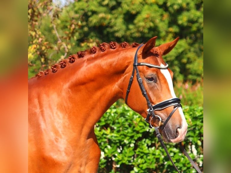 Hannoveriano Caballo castrado 4 años 170 cm Alazán in Selsingen