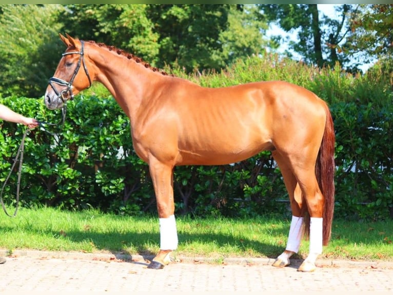 Hannoveriano Caballo castrado 4 años 170 cm Alazán in Selsingen