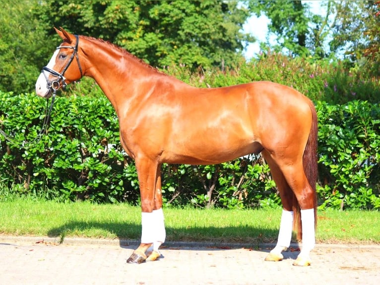 Hannoveriano Caballo castrado 4 años 170 cm Alazán in Selsingen