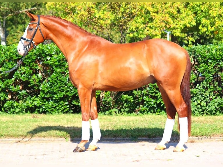 Hannoveriano Caballo castrado 4 años 170 cm Alazán in Selsingen