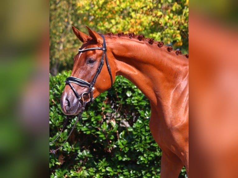 Hannoveriano Caballo castrado 4 años 170 cm Alazán in Selsingen