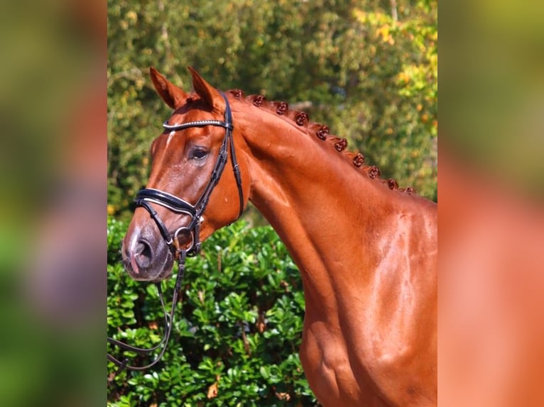 Hannoveriano Caballo castrado 4 años 170 cm Alazán in Selsingen