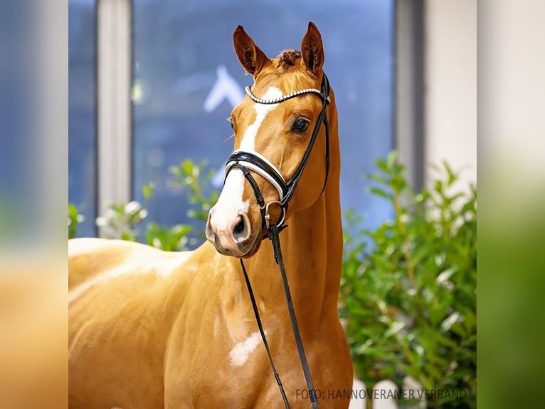 Hannoveriano Caballo castrado 4 años 170 cm Alazán in Verden