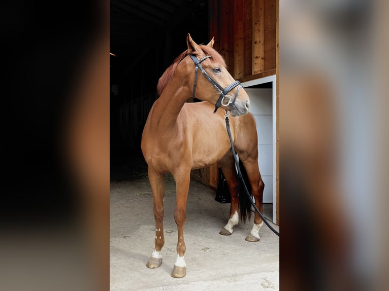 Hannoveriano Caballo castrado 4 años 170 cm Alazán in Weil