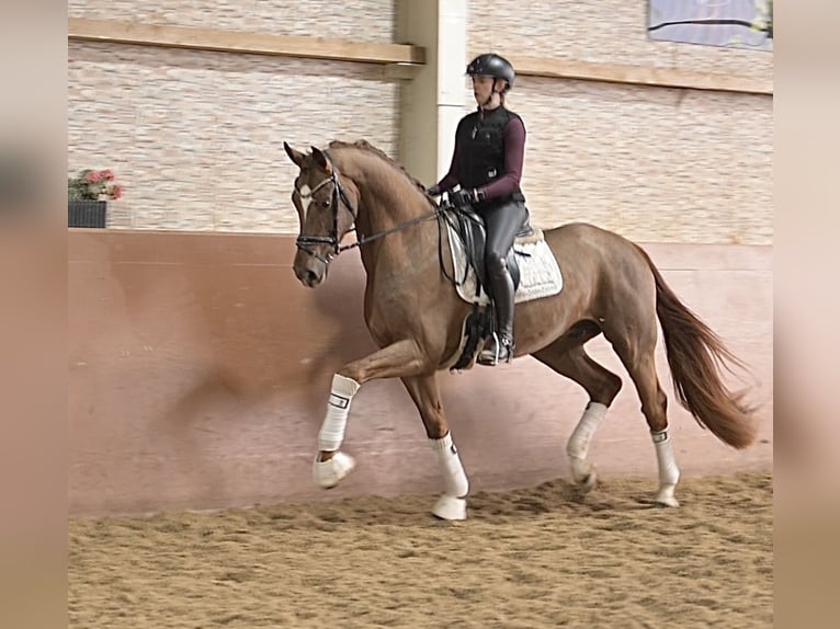 Hannoveriano Caballo castrado 4 años 170 cm Alazán-tostado in Wehringen