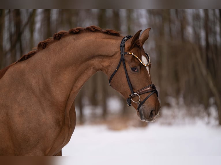 Hannoveriano Caballo castrado 4 años 170 cm Alazán-tostado in Wehringen