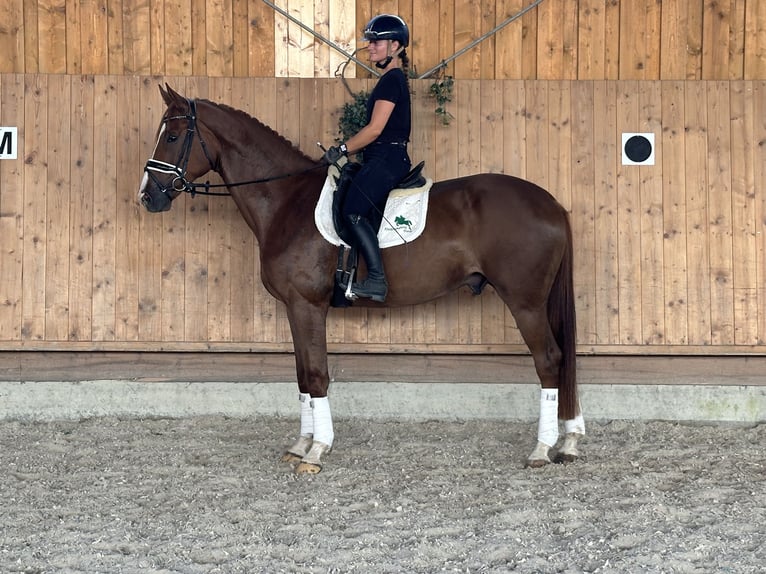 Hannoveriano Caballo castrado 4 años 170 cm Alazán-tostado in Riedlingen