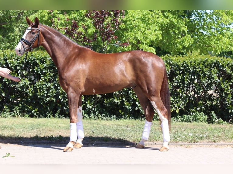 Hannoveriano Caballo castrado 4 años 170 cm Alazán-tostado in Selsingen