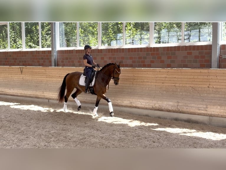 Hannoveriano Caballo castrado 4 años 170 cm Castaño in Beuren