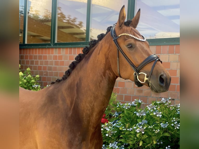 Hannoveriano Caballo castrado 4 años 170 cm Castaño in Beuren