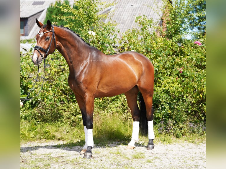 Hannoveriano Caballo castrado 4 años 170 cm Castaño in Hohenfelde