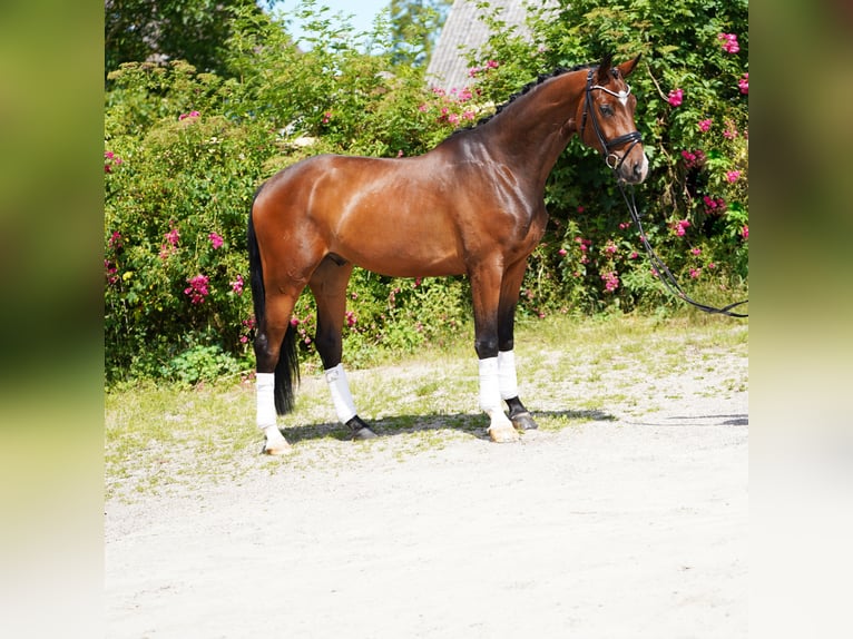 Hannoveriano Caballo castrado 4 años 170 cm Castaño in Hohenfelde