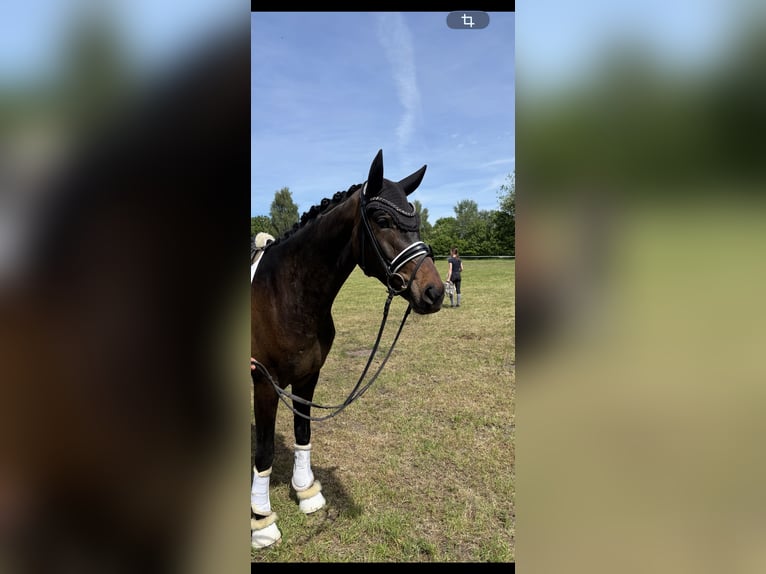 Hannoveriano Caballo castrado 4 años 170 cm Castaño in Sandbostel
