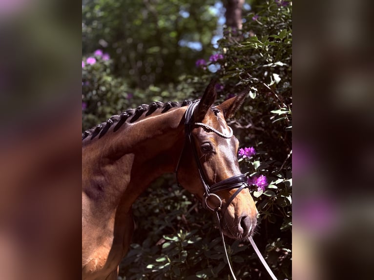 Hannoveriano Caballo castrado 4 años 170 cm Castaño in Sottrum