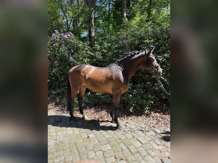 Hannoveriano Caballo castrado 4 años 170 cm Castaño in Sottrum