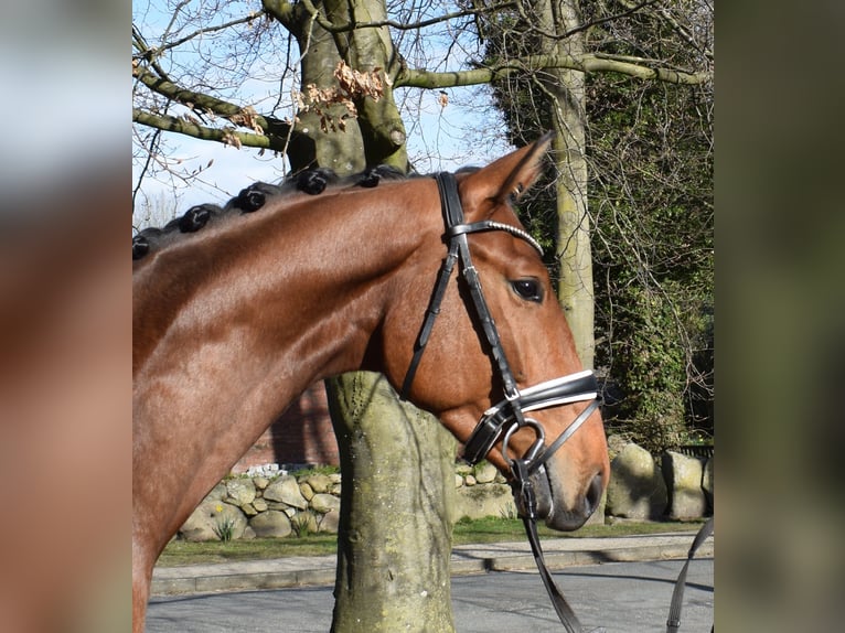 Hannoveriano Caballo castrado 4 años 170 cm Castaño in Fredenbeck