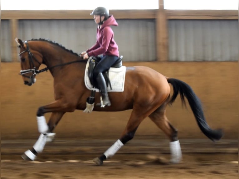 Hannoveriano Caballo castrado 4 años 170 cm Castaño in Fredenbeck