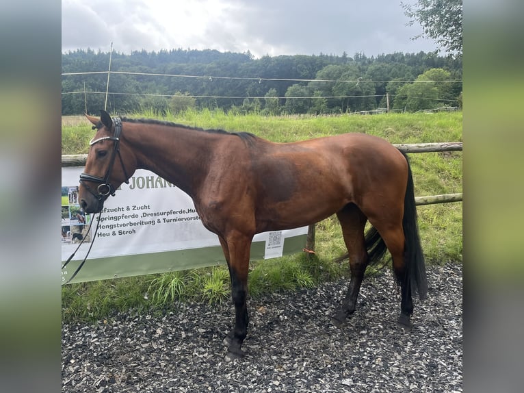 Hannoveriano Caballo castrado 4 años 170 cm Castaño in Hasbergen