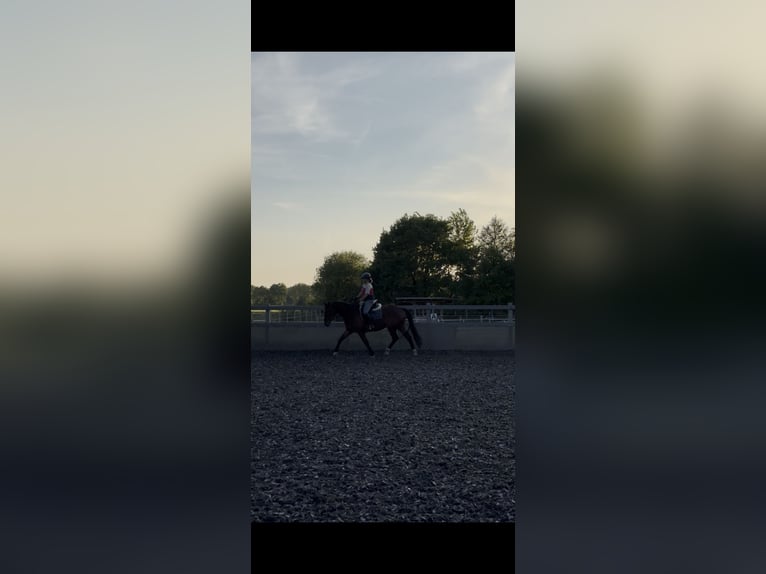 Hannoveriano Caballo castrado 4 años 170 cm Castaño in Neuenkirchen