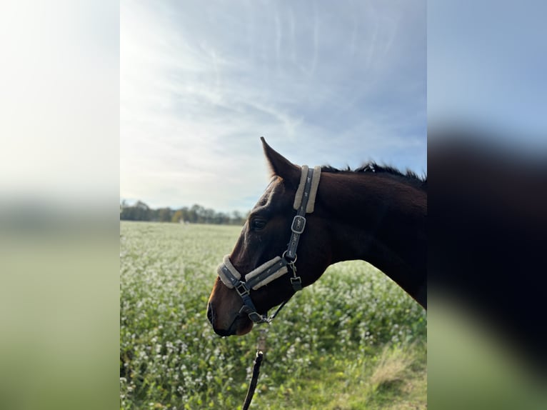 Hannoveriano Caballo castrado 4 años 170 cm Castaño in Neuenkirchen