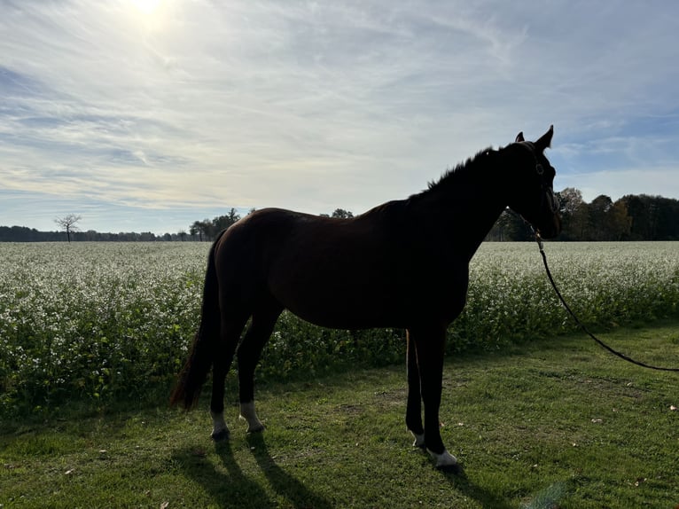 Hannoveriano Caballo castrado 4 años 170 cm Castaño in Neuenkirchen