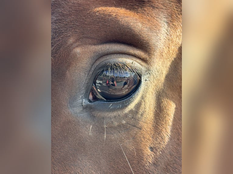 Hannoveriano Caballo castrado 4 años 170 cm Castaño in Neuenkirchen