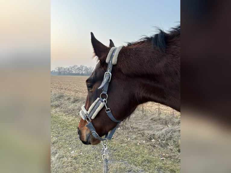 Hannoveriano Caballo castrado 4 años 170 cm Castaño in Neuenkirchen