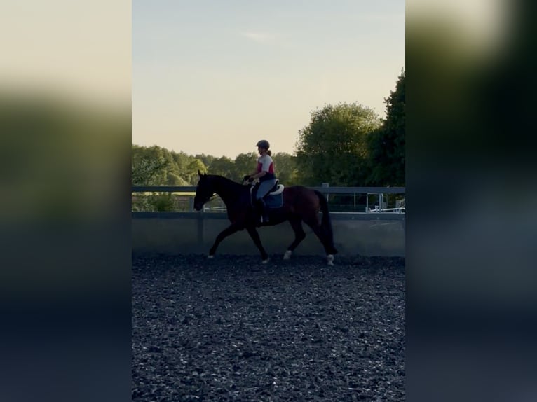 Hannoveriano Caballo castrado 4 años 170 cm Castaño in Neuenkirchen