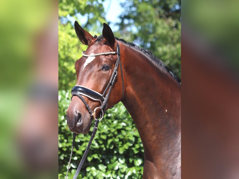 Hannoveriano Caballo castrado 4 años 170 cm Castaño in Selsingen