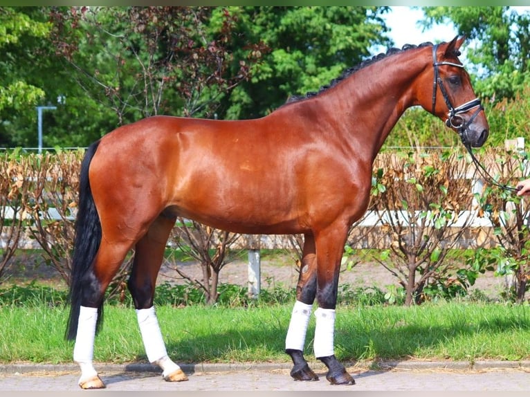 Hannoveriano Caballo castrado 4 años 170 cm Castaño in Selsingen