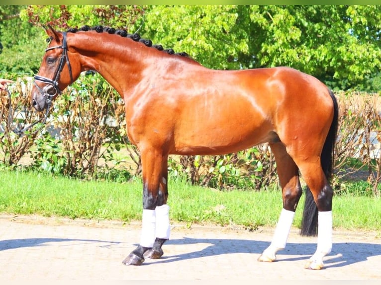 Hannoveriano Caballo castrado 4 años 170 cm Castaño in Selsingen