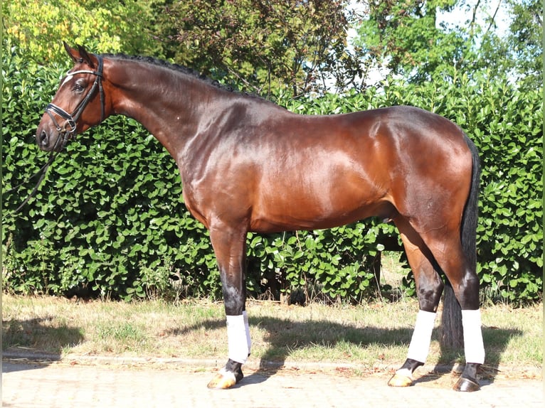 Hannoveriano Caballo castrado 4 años 170 cm Castaño in Selsingen